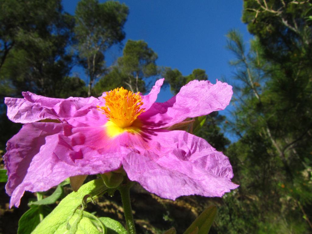 Alojamientos Rurales Cortijo Las Golondrinas อาลามา เด มูร์เซีย ภายนอก รูปภาพ