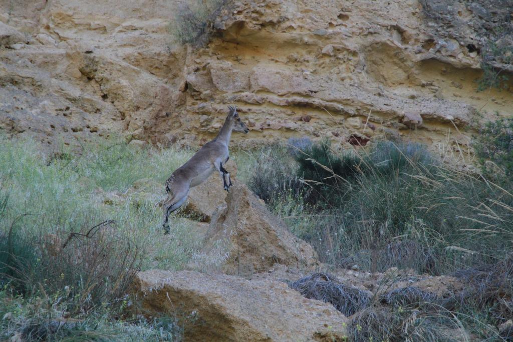 Alojamientos Rurales Cortijo Las Golondrinas อาลามา เด มูร์เซีย ภายนอก รูปภาพ