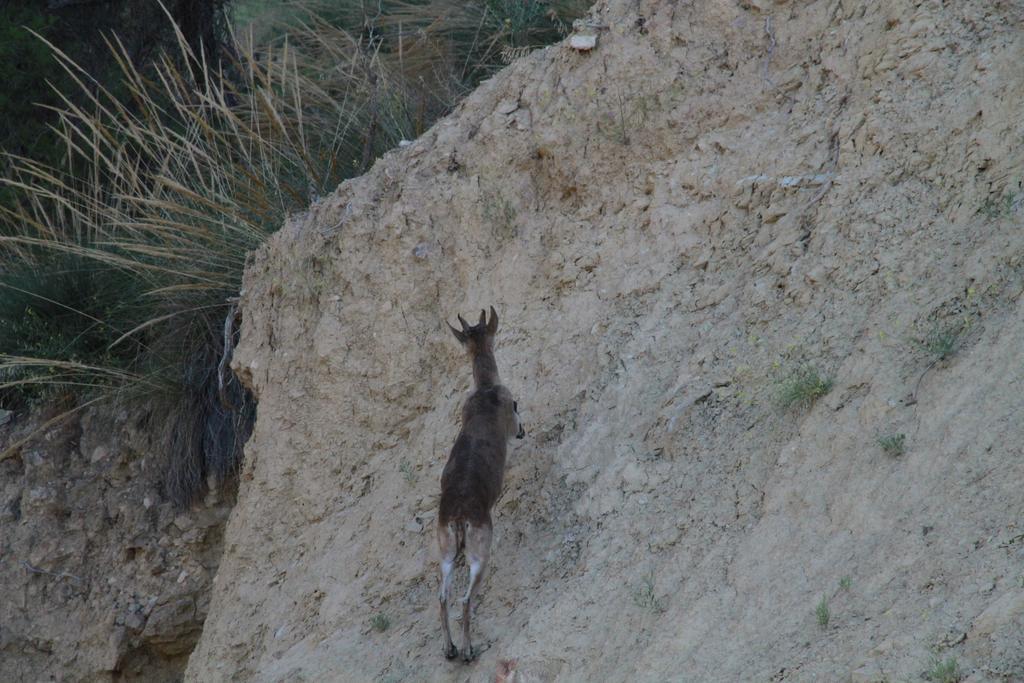 Alojamientos Rurales Cortijo Las Golondrinas อาลามา เด มูร์เซีย ภายนอก รูปภาพ