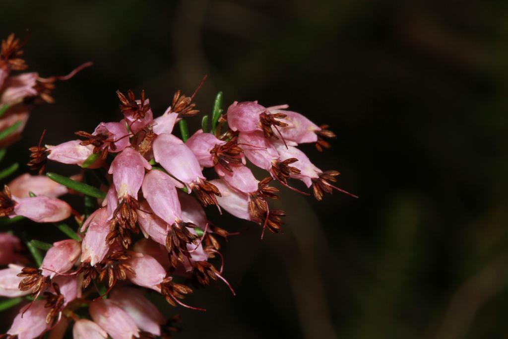 Alojamientos Rurales Cortijo Las Golondrinas อาลามา เด มูร์เซีย ภายนอก รูปภาพ