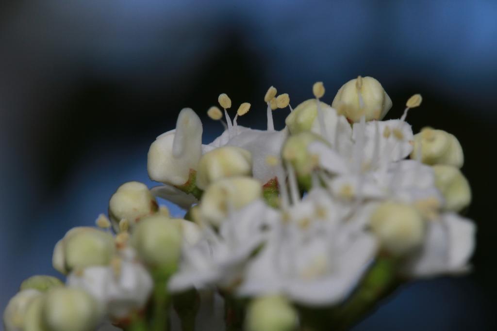 Alojamientos Rurales Cortijo Las Golondrinas อาลามา เด มูร์เซีย ภายนอก รูปภาพ